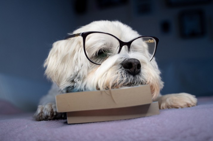 pies w okularach